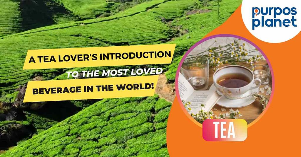 A tea lover’s introduction to the most popular beverage in the world